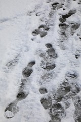 tracks in snow