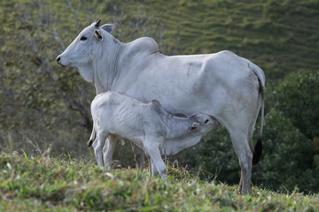 Bezerro se alimentando na vaca.