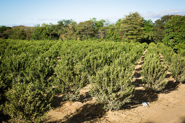 Pomar de mexerica. Tangerina. bergamota