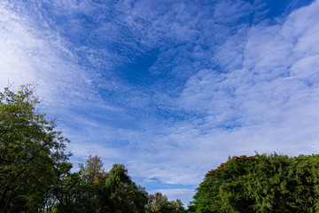 Fototapeta na wymiar Blue sky and cloud in park