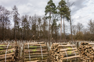 Frisch gefälltes und verpacktes Stammholz