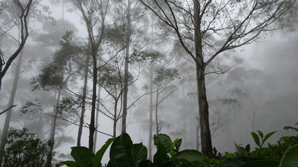 Misty forest Sri Lanka