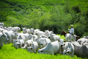 Gado, boi e vaca no pasto