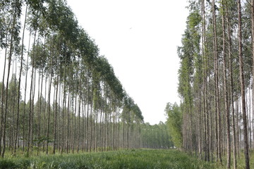 Floresta, Eucalipto, ipê. Integração lavou e pecuária