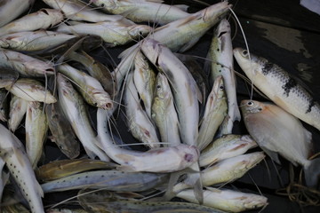 Peixe nativo da região norte do Brasil