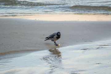 Single hooded crow Corvus cornix or hoodie bird walking on the beach. Eurasian black and gray bird playing on the sand