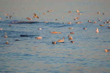 Swans and group of seagulls in the water, sunset time, colorful waters, aquatic fauna, swan with head in the water