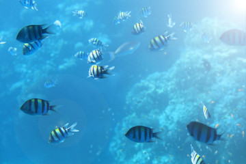 Fototapeta na wymiar Breathtaking underwater view of mackerel fish school feeding on plankton under the surface of Red Sea, Egypt, with sun rays going down to the bottom. Magnificent Underwater Life