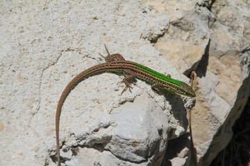 green lizard on a gray stone in the sun