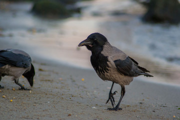 Couple of hooded crow Corvus cornix or hoodie bird walking on the beach. Eurasian black and gray bird playing on the sand