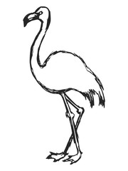 Vector sketch of flamingo