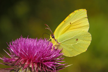  a yellow-green lemon butterfly on a purple flower