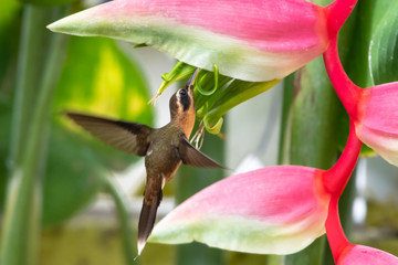 A Little Hermit hummingbird feeding on the tropical Sexy Pink Heliconia flower in a garden.
