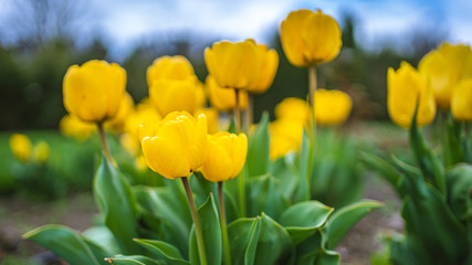 Yellow Flowers In Garden Field