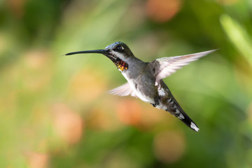 A Long-billed Starthroat hummingbird hovers in a tropical garden with a blurred background