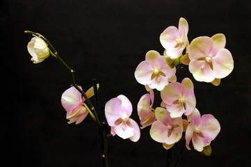 Large lilac green orchid petals on a black background. Perfect blank for a holiday card