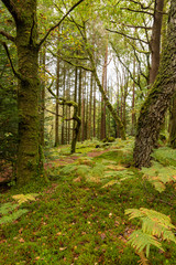 woodland scene, forest floor covered in bracken and moss, leads viewer between two tree trunks, to two trees in the background, one which leans to the left over, the other that's twisted and knarley