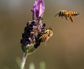 Honey bees flying around a flower in the Arizona desert.
