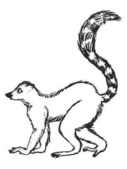 Vector sketch of lemur