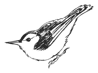 Vector sketch of nuthatch