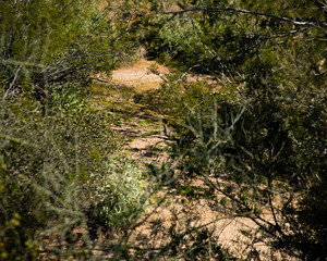 Gamble quail on the ground in the Arizona desert.