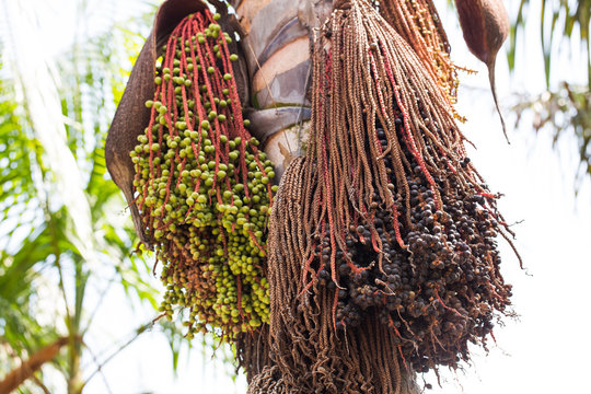 A&ccedil;a&iacute;. A&ccedil;aizeiro