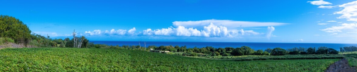 Fototapeta na wymiar Panoramic view of a flowery landscape near the sea on the east coast of Big Island Hawaii