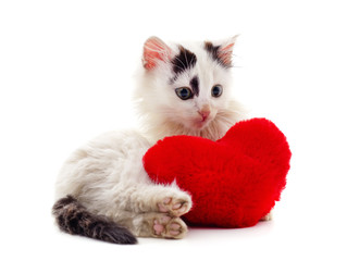 One beautiful cat with the heart.