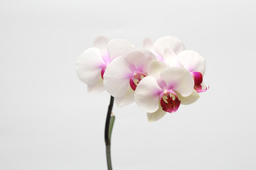 Fototapeta na wymiar Large lilac green orchid petals on a white background. Perfect blank for a holiday card
