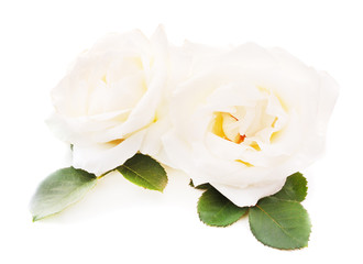 Beautiful white roses.