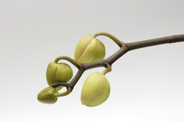 Green orchid buds on a white background. Perfect blank for a holiday card