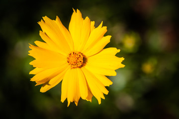 Single yellow flower