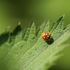 coccinelle orange à points blancs
