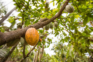 Cacau. Cacauicultura. sementes. chocolate