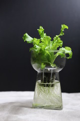 hydroponic growing