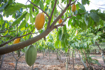 cacauicultura agro