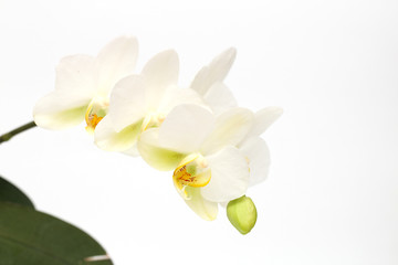 Fototapeta na wymiar White-yellow orchid flowers isolated on white background. Perfect blank for a holiday card
