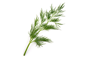 Fresh dill, isolated on white background