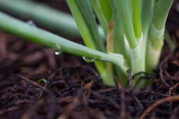 Obraz premium Água, irrigação, mudas.Coentro, alface