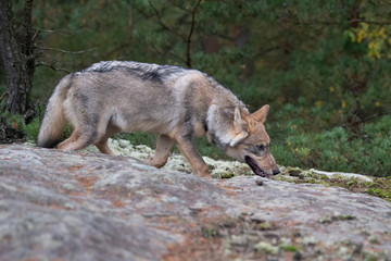 Naklejka na ściany i meble Lone wolf running in autumn forest Czech Republic
