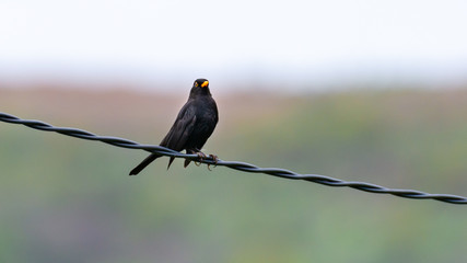 Eurasian Blackbird sits on the wires