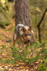 Lone wolf running in autumn forest Czech Republic