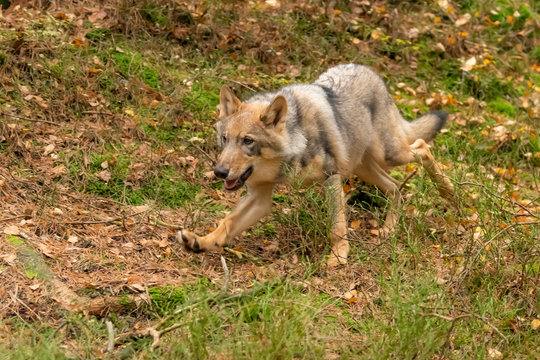 Lone wolf running in autumn forest Czech Republic