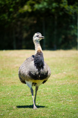 Autruche, animal parc animalier