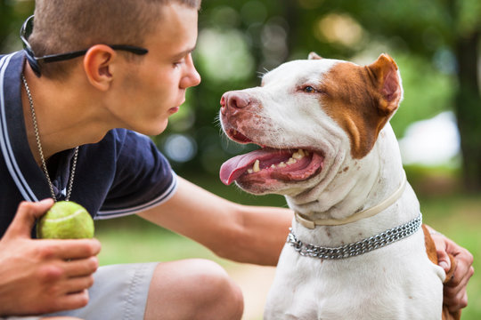 Side View Of Young Man Holding Ball And Wrapping Arm Around Pit Bull Neck. Good-looking Gentleman And Gorgeous Dog Looking Into Each Other Eyes. Concept Of Love For Pets.