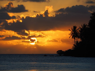 French Polynesia - Rangiroa: Sunset with Palm