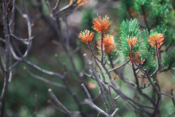 green and brown needles on the trees in mountains