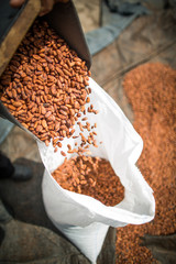 Plantação de cacau cacauicultura