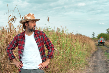 Worried corn farmer looking over at cornfield in bad condition