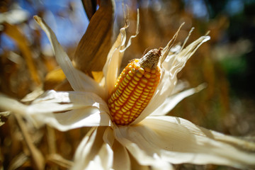 Milho agricultura agro
